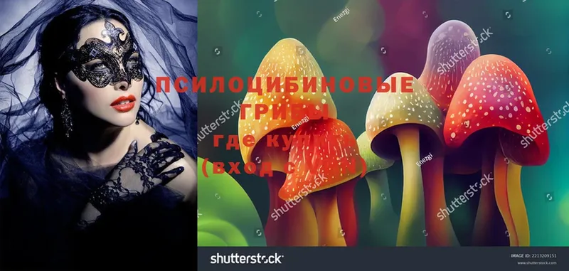 Псилоцибиновые грибы MAGIC MUSHROOMS  как найти   мега зеркало  Куровское 